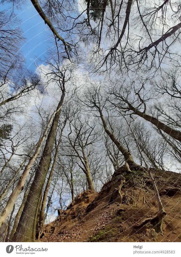 bare trees on hill with cloudy sky from frog perspective Forest Bleak spring Hill Teutoburg Forest Landscape Worm's-eye view Nature Sky Deserted Exterior shot