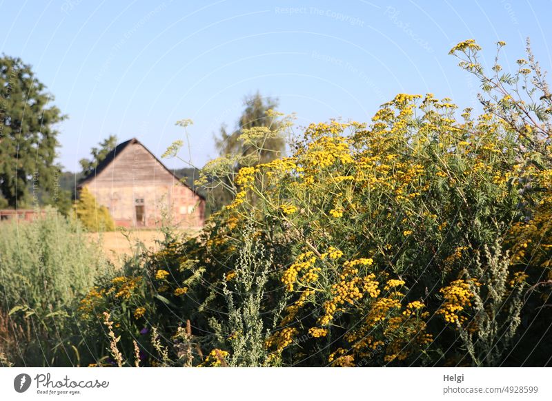 Flowering field with tansy and various flowering plants as an insect paradise, in the background an old building and trees Plant Blossom Flowering meadow
