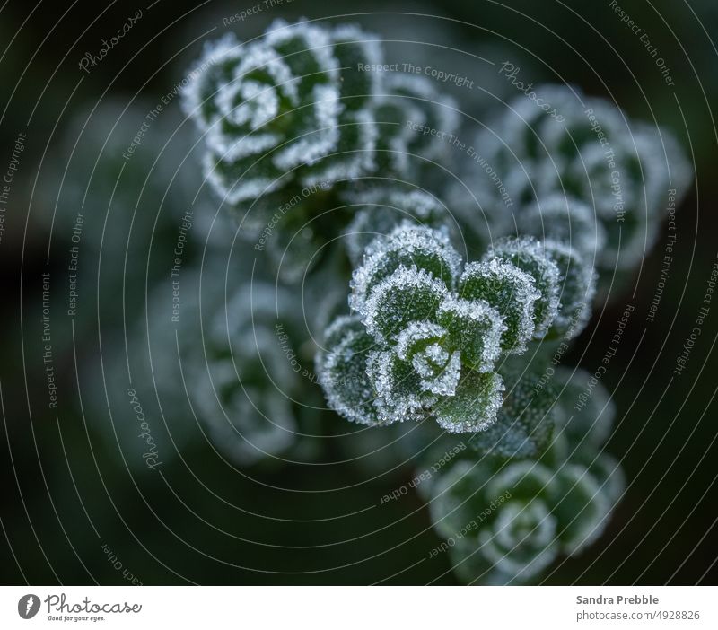 delicate white frost adorns the edges of a woody thyme bush.  Geometric setting of leaves Sandra Prebble botanical frosty macro nature winter ice geometry