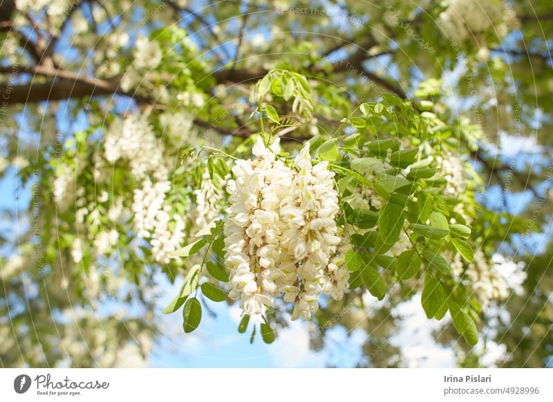 Acacia tree blooming in the spring. Flowers branch with a green background. White acacia flowering, sunny day. Abundant flowering. Source of nectar for tender fragrant honey.
