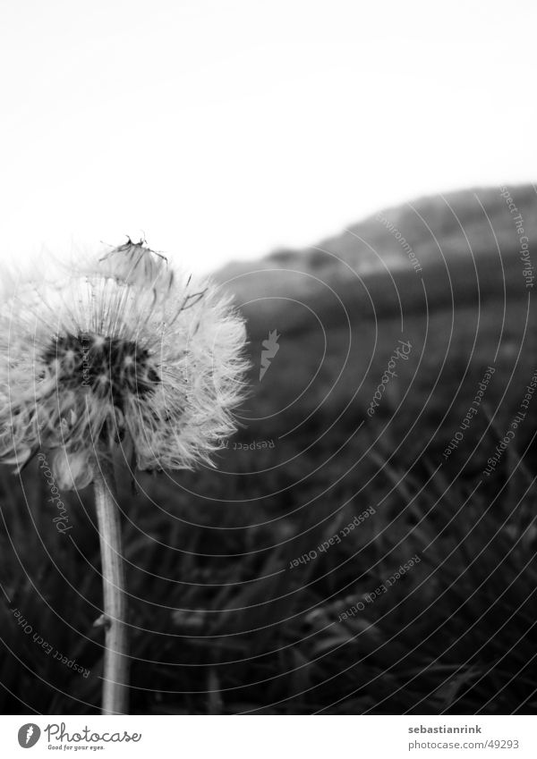 Dandelion in November Meadow Gray Black White Stalk Flower Cold