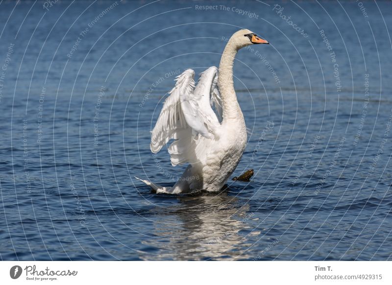 a swan stretches Swan Grünau köpenick Dahme Exterior shot Nature Berlin Water Deserted Colour photo Bird Morning Lakeside Reflection Day Dawn Copy Space bottom