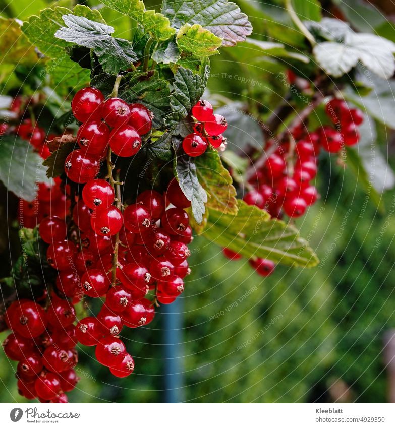 Ripe red currants hang on the bush - rich harvest Red currant, Currant Fruit Fresh Berries Food cute Healthy organic Organic produce garden harvest Juicy