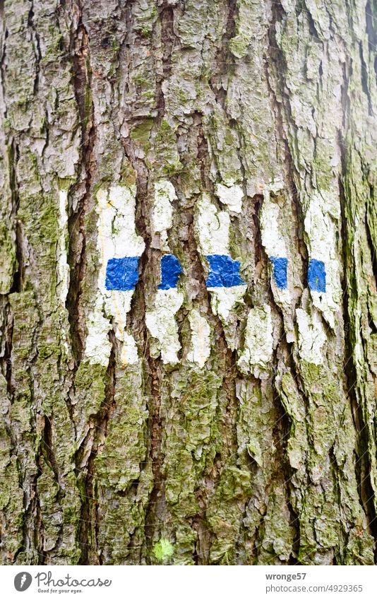 Age leaves its mark age Tracks hiking sign path marking Tree trunk bark cracked grow with us ripped blue line blue line on white background Forest Exterior shot