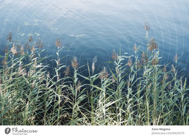Grass reeds by the lake lakeside blue and green blue water clear water lake water coastal end of summer cool landscape texture plants clean water clean nature