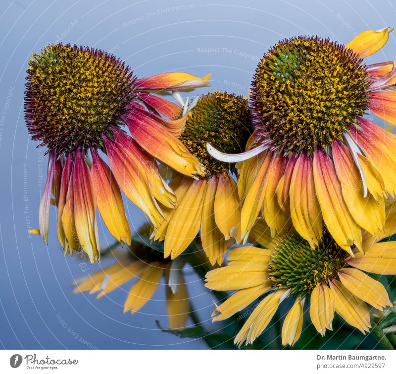 Yellow-red form of Echinacea purpurea from North America, inflorescences purple echinacea Hedgehog Head Flower stand variety Garden form selection blossom