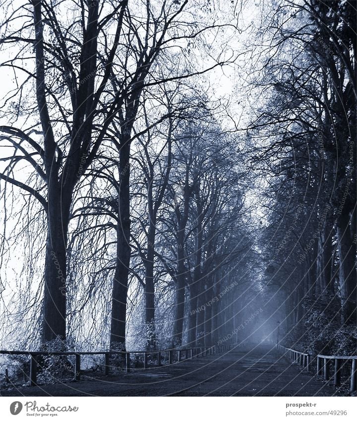 Blue second Tree Fog Morning Wood Creepy Treetop Tar Dawn colored Lanes & trails Handrail Deep Gravel
