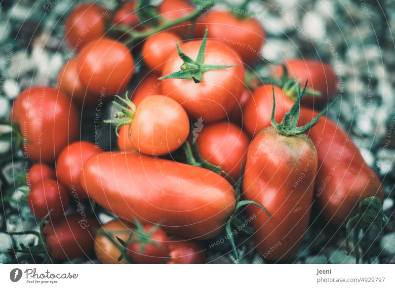 Fresh tomatoes Many Harvest Red Vegetable Organic Mature Delicious Nutrition Food Vegan diet Vegetarian diet Vitamin Food photograph Healthy