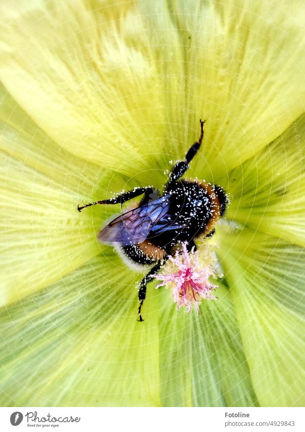 A small fat bumblebee really sucks in a yellow flower with pollen. Bumble bee Flower Insect Summer Blossom Nature Animal Plant Colour photo Exterior shot