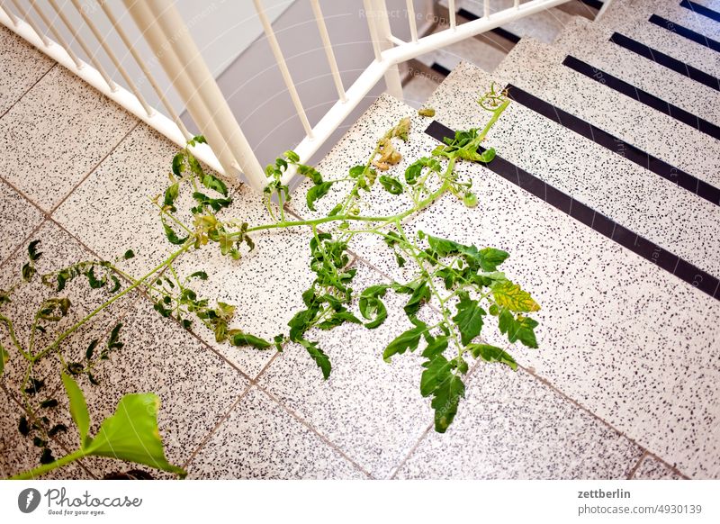 Tomato vine in staircase sales Descent Downward ascent Upward Window rail House (Residential Structure) Apartment house Deserted apartment building Stage