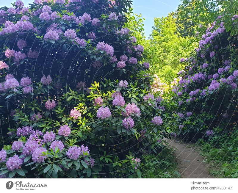 Lush nature blossoms Rhododendrons Nature Spring Blossoming daylight delicate blossoms Natural color path purple trees romantic Deserted Green