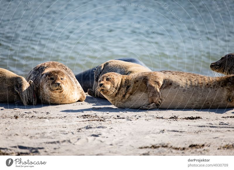 Grey seals in the sun on Helgoland Esthetic Rock Nature Baby animal Wild animal Ocean Bird Animal Environment Love and security Nest Endangered species