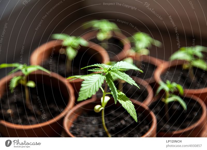 sWEED. III hemp plant Hemp Plant Green Cannabis Intoxicant Medication Alternative medicine Grass Cannabis leaf Growth thc Marijuana narcotic legalize Healthy