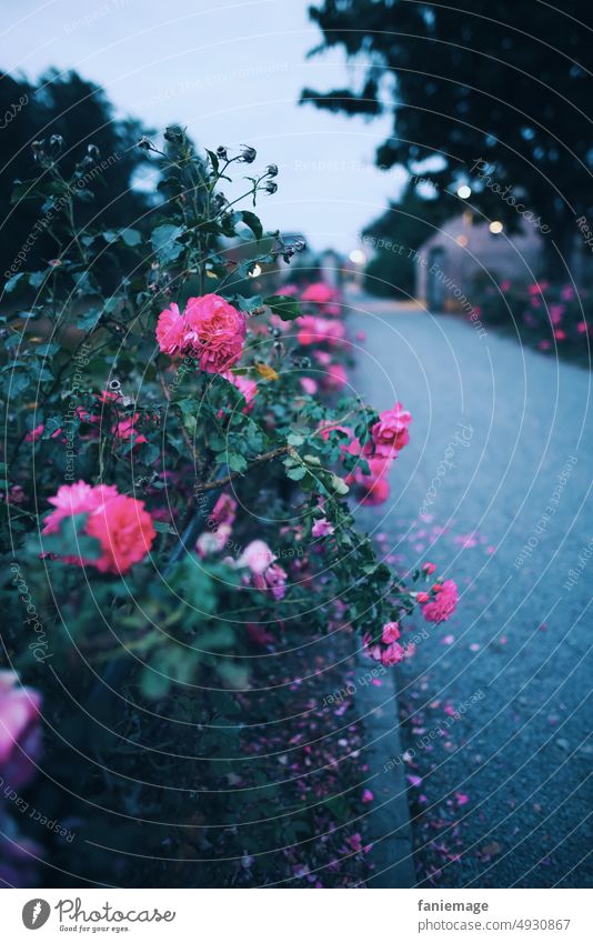 evening stroll roses off Vanishing point Pink Foreground Romance romantic Evening evening mood Atmosphere blossom rose petals lined rail Castle grounds