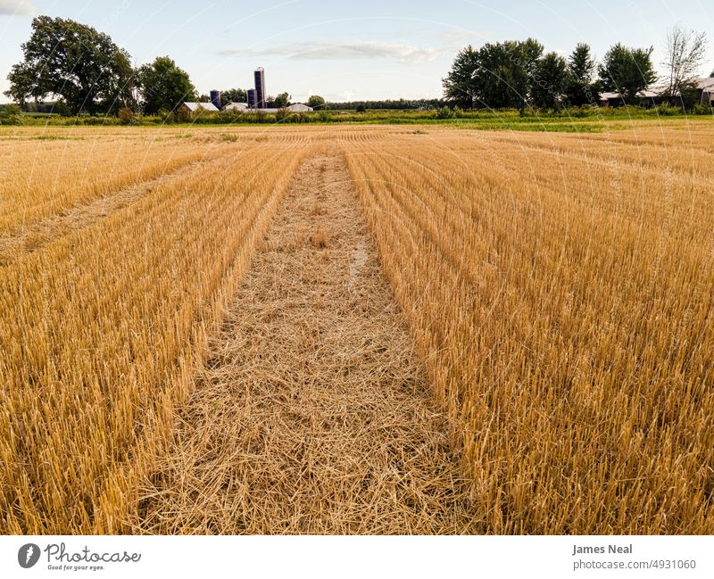 Rural Farm Field in Wisconsin View of Wheat Fields horizon sunny natural nature land grain background agriculture plant drone growth golden outdoors farm yellow