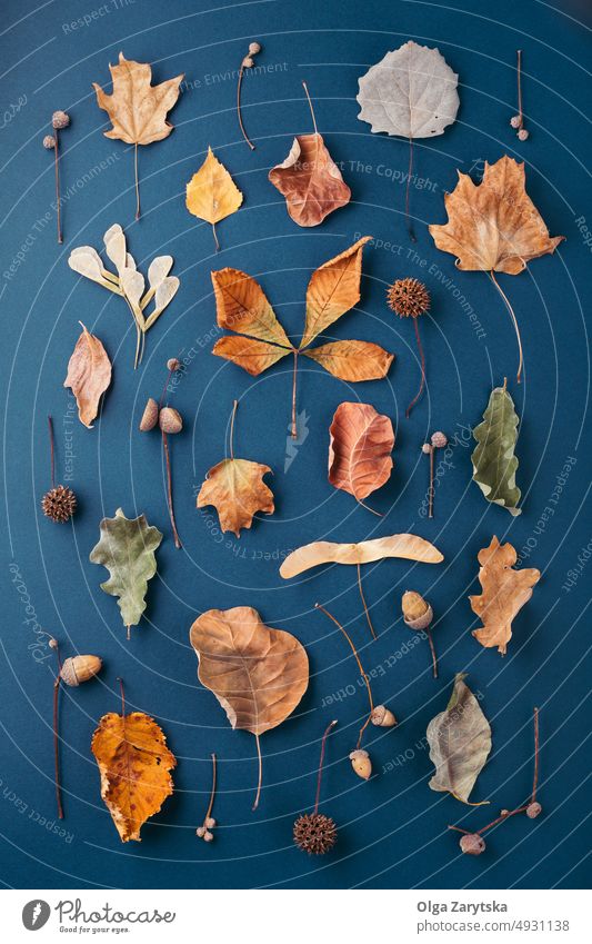 Autumn pattern on dark blue background. autumn fall dry leaves acorn minimal design aple aspen leaf brown creative top view chesnut cones amber yellow orange