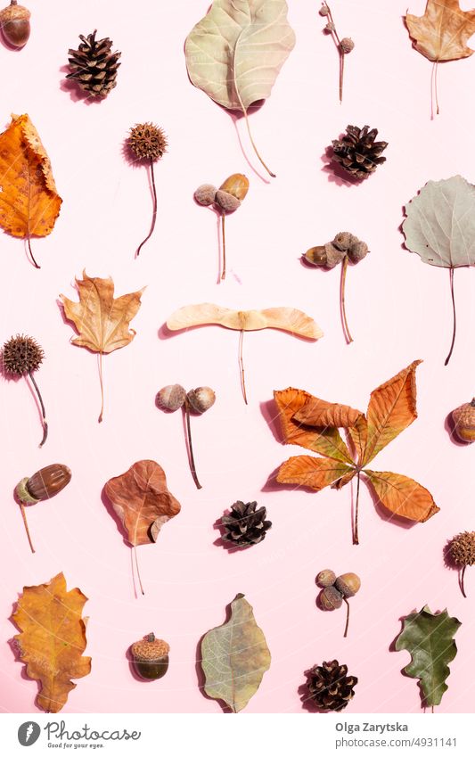 Dried leaves on pink background autumn fall leaf pattern minimal