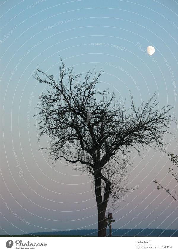 Moonseeing Tree Evening Sky