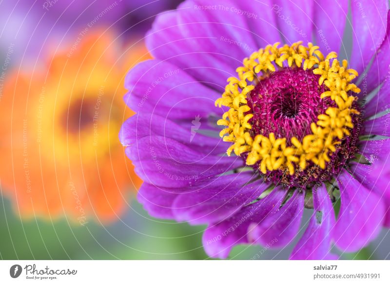 purple flower queen with yellow crown zinnia Merlon asteraceae inflorescence Flower Plant summer bloomers annual plant summer flower Ornamental plant blossom