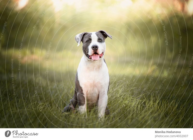 The young Stafford is sitting on a meadow. The American Staffordshire Terrier is a dog breed that has its ancestors in English bulldogs and terriers. Their closest relatives, the American Pit Bull Terrier.