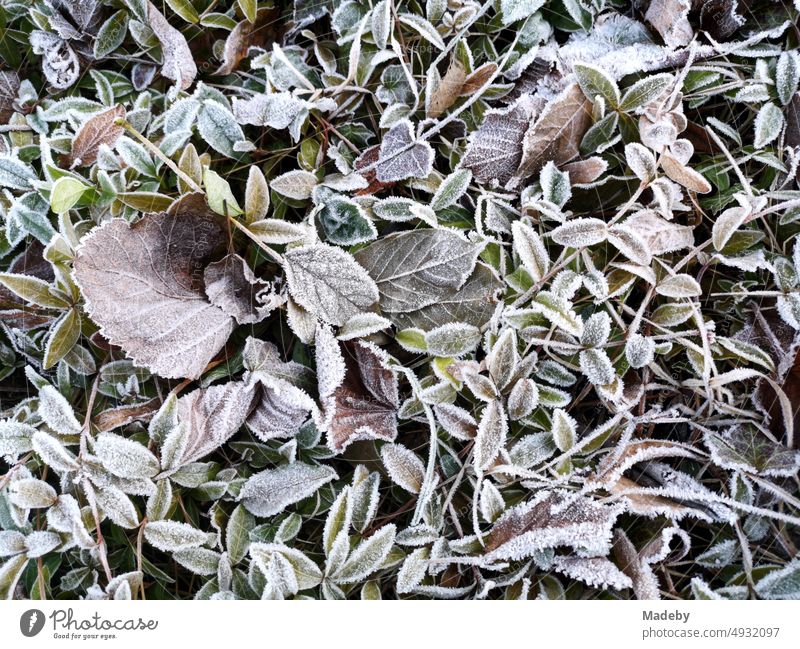 Foliage and leaves with hoarfrost after night frost in winter in a garden in Oerlinghausen near Bielefeld at the Hermannsweg in the Teutoburg Forest in East Westphalia-Lippe