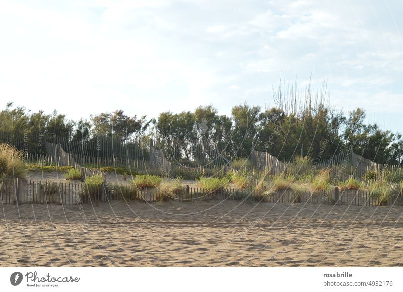 Dunes with wooden fences and bushes in the south of France duene dunes Beach Bridle shrub Bushes Landscape Summer vacation Relaxation Marram grass