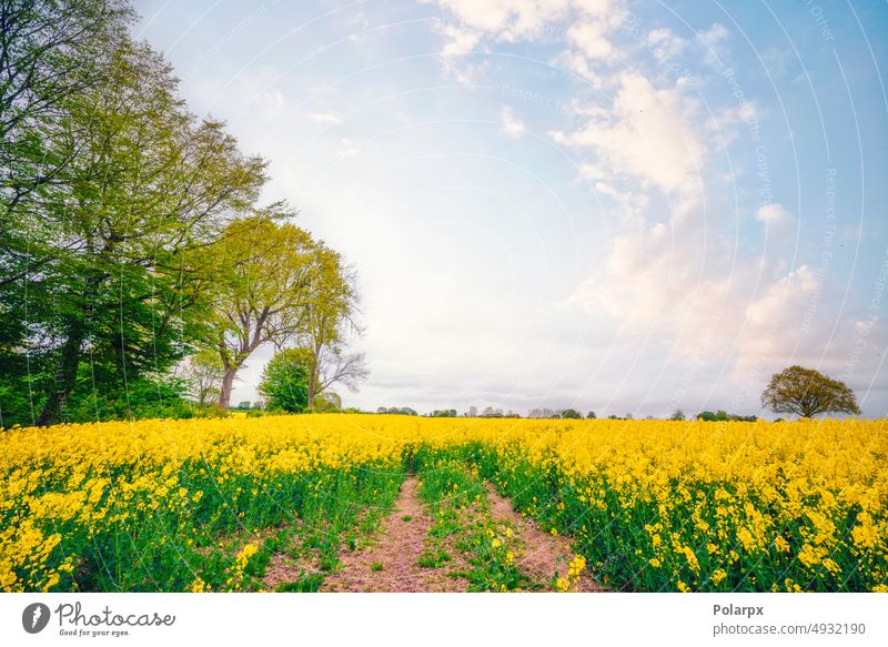 Summer landscape in Scandinavia with yellow canola environmental horizon turnip color bright victoria cultivated sun outdoor springtime industry bio growth