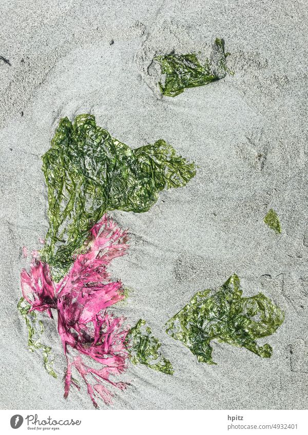 Algae on the beach Beach Sand coast Nature
