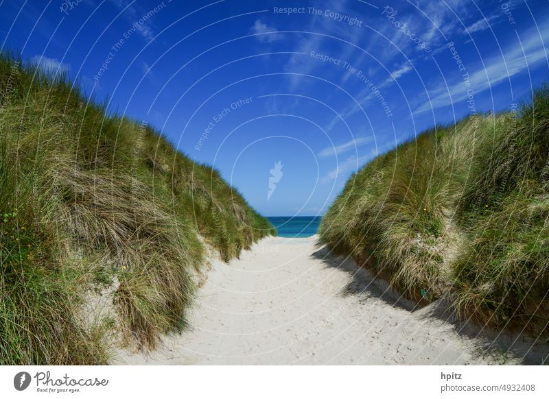 Path through dune grass Beach Ocean Beach dune coast duene Grass