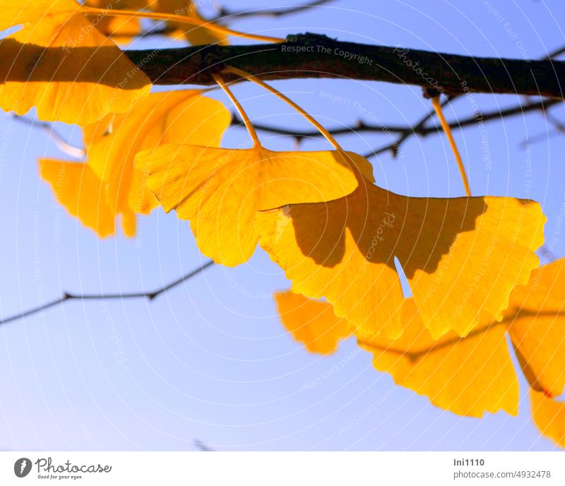 Ginkgo leaves in the autumn sun Autumn Branches and twigs Leaves on branch ginkgo leaf Autumnal colours Yellow luminescent sunshine Light Shadow Blue sky