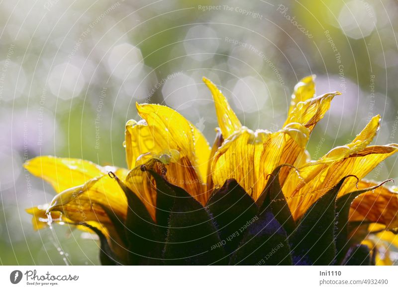 Sunflower after the rain Plant Flower partial view Helianthus composite Calyx bracts Tongue blossoms Yellow raindrops cobwebs Back-light light points