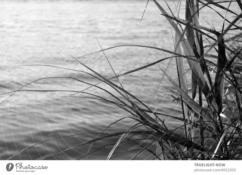 Reed stalks on shore in front of light swell and wind moving river, in gray tones reed reed stalks River Water Nature Landscape detail Summer Wind Waves