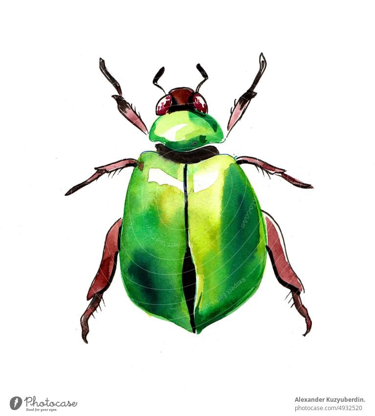 Green beetle. Ink and watercolor drawing green bug insect animal nature art artwork background cartoon clip art illustration sketch ink watercolour painting