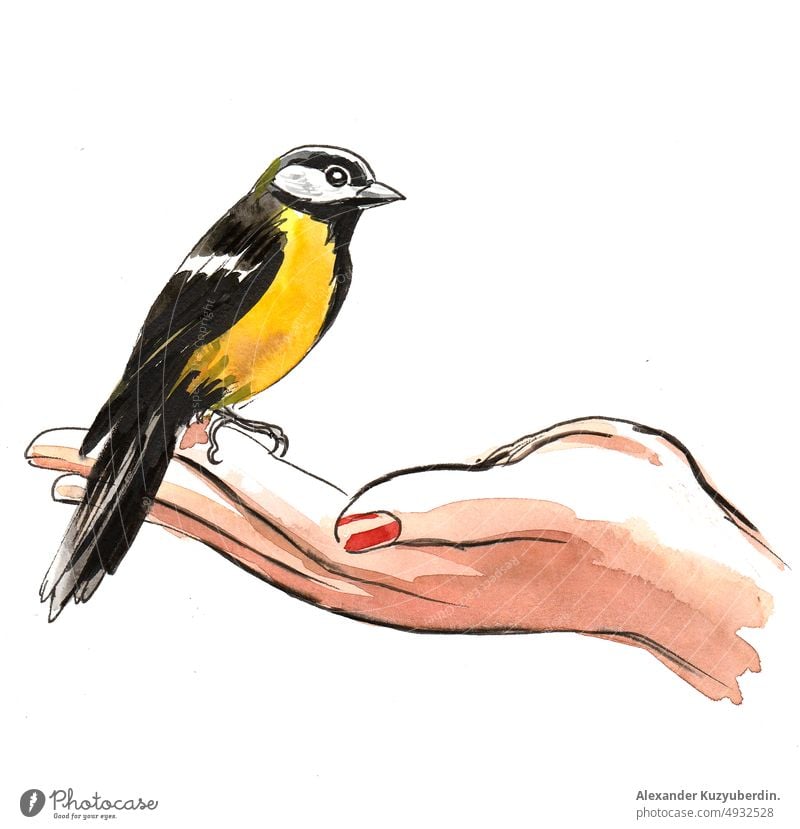 Bird on a hand. Ink and watercolor drawing bird feeding animal nature pet art artwork background cartoon clip art illustration sketch ink
