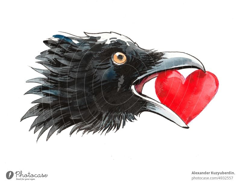 Crow with a red heart in its beak. Ink and watercolor drawing love crow raven bird head beack thief holding artwork background cartoon clip art illustration