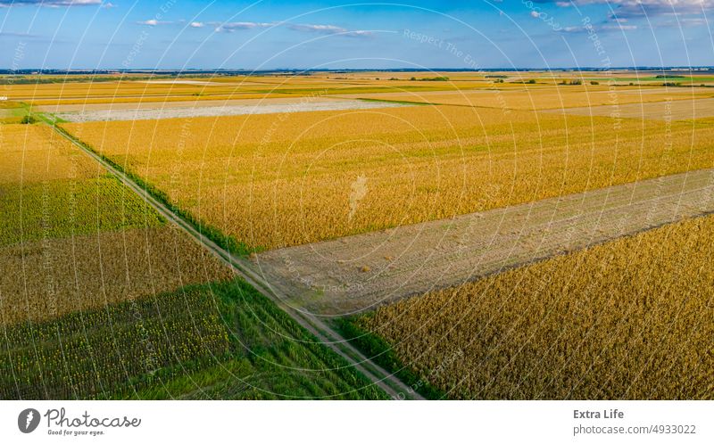 Aerial view over agricultural fields in autumn with cereals ripe for harvest Above Agricultural Agriculture Arable Autumn Cereal Cloud Corn Country Crop