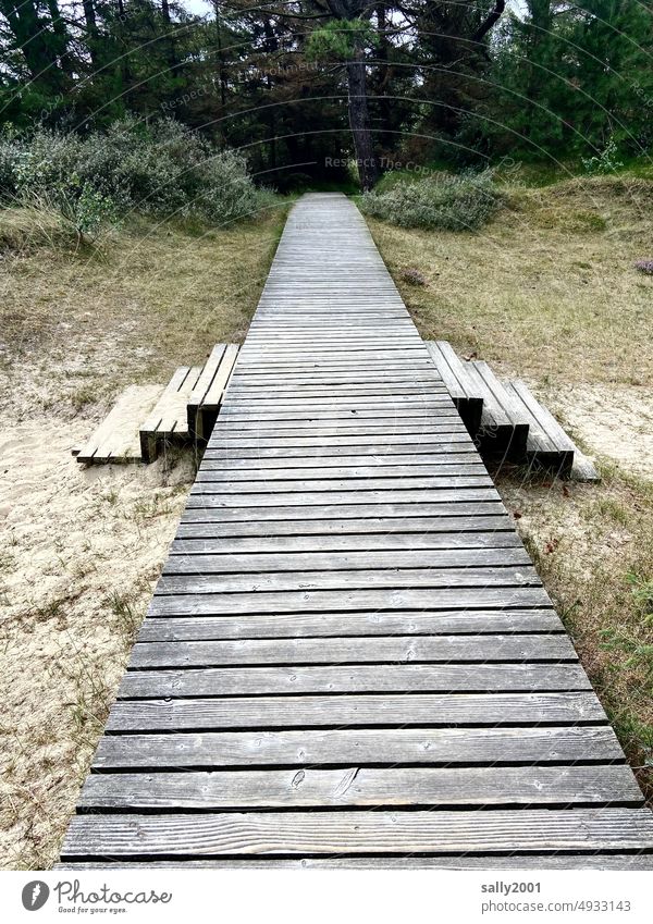 on the brink | all directions are possible... boardwalk planks Sand dunes Forest Wood wooden off Stairs Stage Marram grass Wood planks North Sea hiking trail