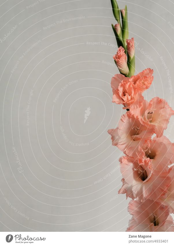 Coral pink gladiolus on grey background copy space aesthetic aesthetic background late summer coral pink dreamy soft cover header pastels chic feminine design