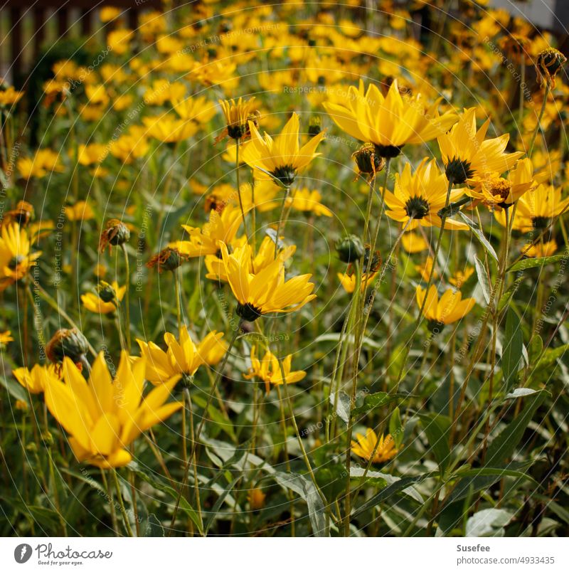 A yellow sea of flowers of Jerusalem artichoke Yellow Garden Flower Blossoming Summer Nature