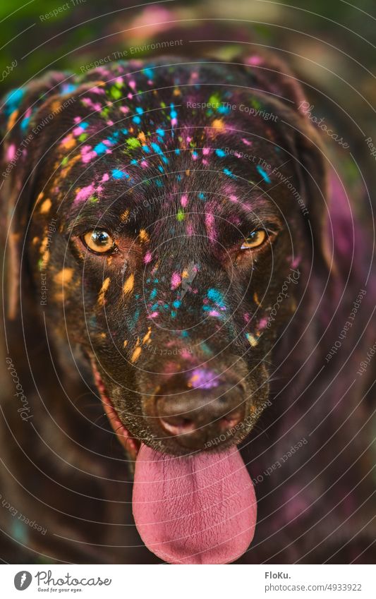 Labrador with Holi colors on face Dog holi Colour variegated Animal Mammal Pet Nature Pelt Nose Joy Animal portrait Snout Holi Festival Holi dust Tongue Funny