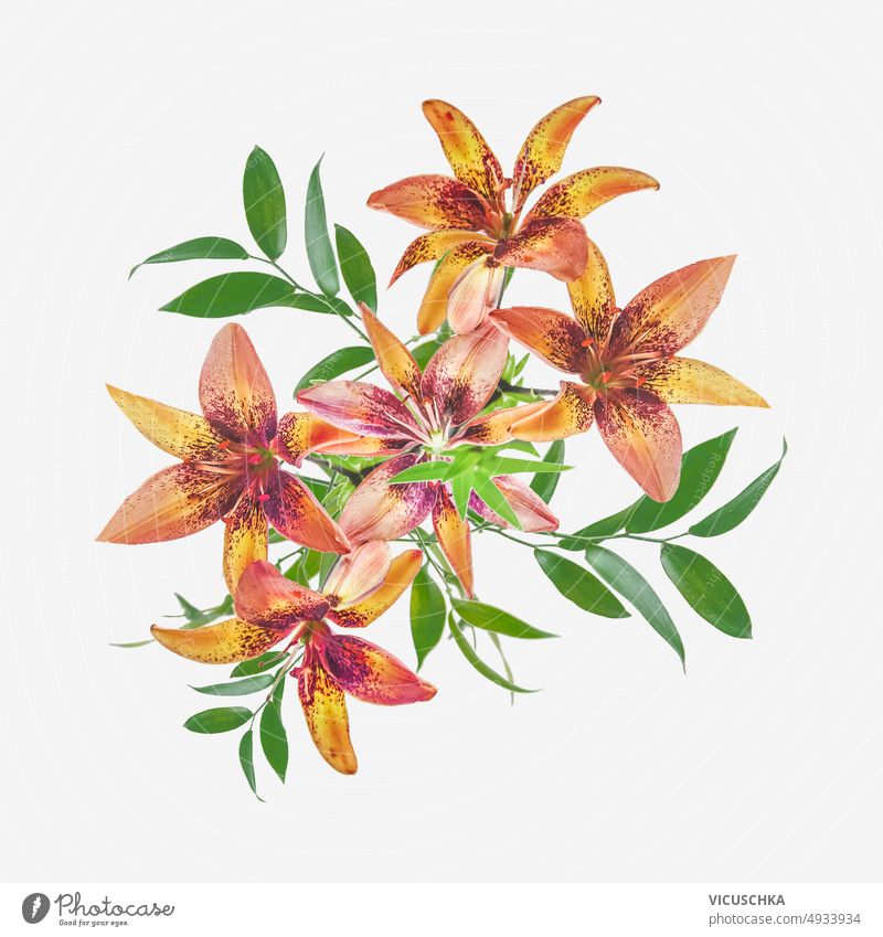 Floral composition with orange blooming lily flowers and green leaves at white background floral front view design arrangement beautiful blossom bouquet lilly