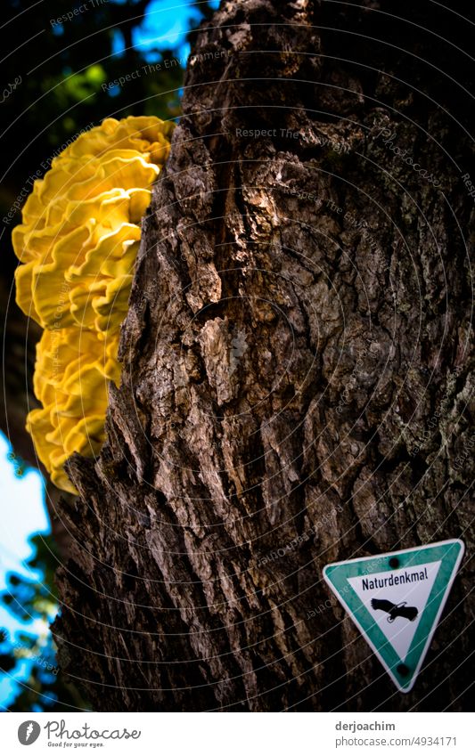 A tree mushroom and a sign : natural monument. mushroom on tree Nature Mushroom Tree Close-up Forest Exterior shot Colour photo Day Deserted naturally Light