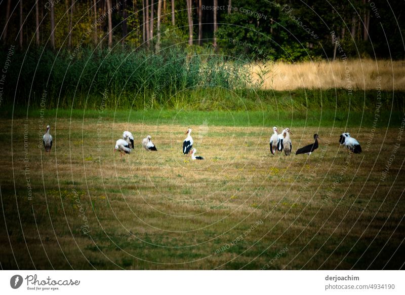 Meeting of the young storks in a meadow at the edge of the forest to make the journey south together. Storks White Stork Sky Day Colour photo Deserted Nature