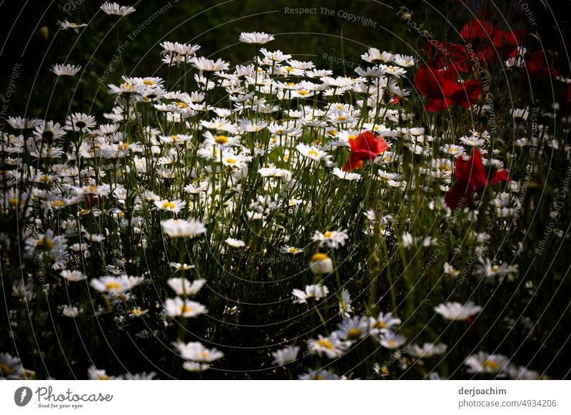 Welcome to the blooming flower meadow. Flower meadow Nature Plant Blossom Exterior shot Colour photo Summer Deserted Blossoming Close-up Growth pretty Grass