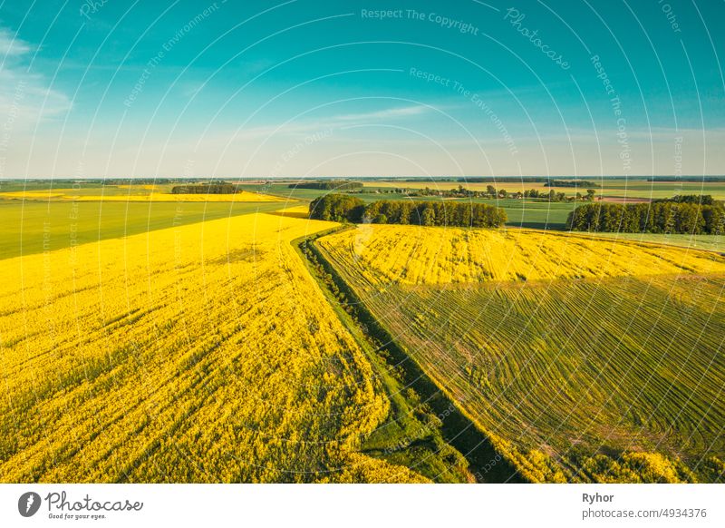 Natural Green Field With Trails Lines In Blooming Canola Yellow Flowers. Top View Of Rape Plant, Rapeseed, Oilseed Field Meadow Grass Landscape aerial