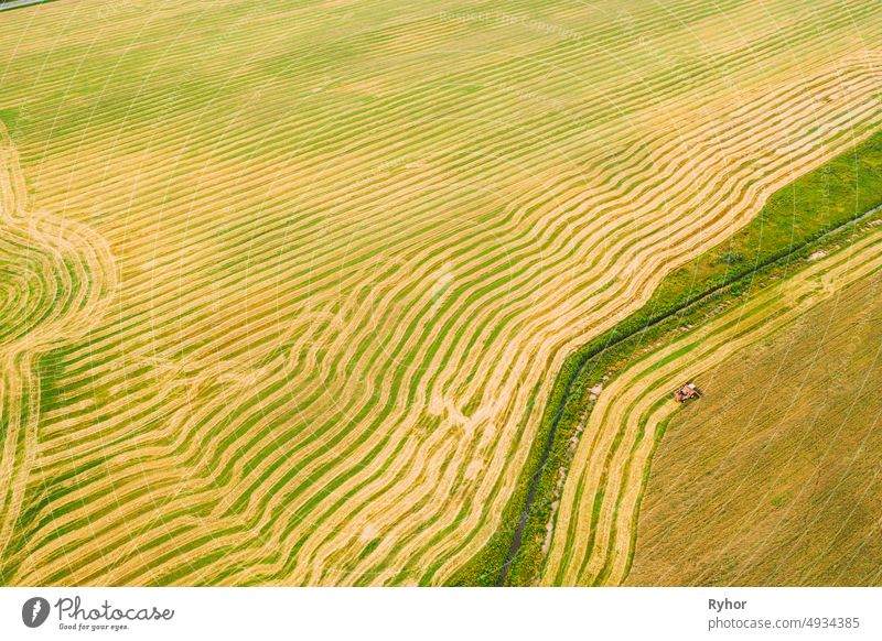 Aerial View Of Rural Landscape. Combine Harvester Working In Field, Collects Seeds. Harvesting Of Wheat In Late Summer. Agricultural Machine Collecting Golden Ripe. Bird's-eye Drone View