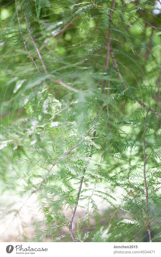green branches Twig Green Park Forest Garden Plant Autumn Nature Colour photo Branch Tree Environment naturally Exterior shot Sunlight blurriness Summer