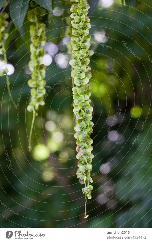 green fruits hanging from a tree Green Tree Fruit Park Nature Forest Leaf Plant Exterior shot Environment Deserted Shallow depth of field Close-up Day Garden