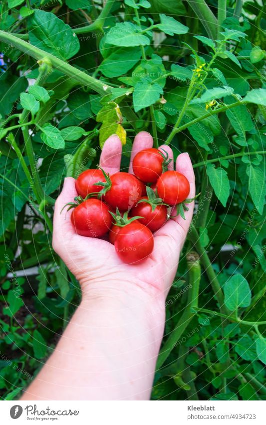 Freshly harvested organic cherry tomatoes lie on a woman hand in the background a tomato plant with flowers Red cute slimming Fitters vitamins salubriously