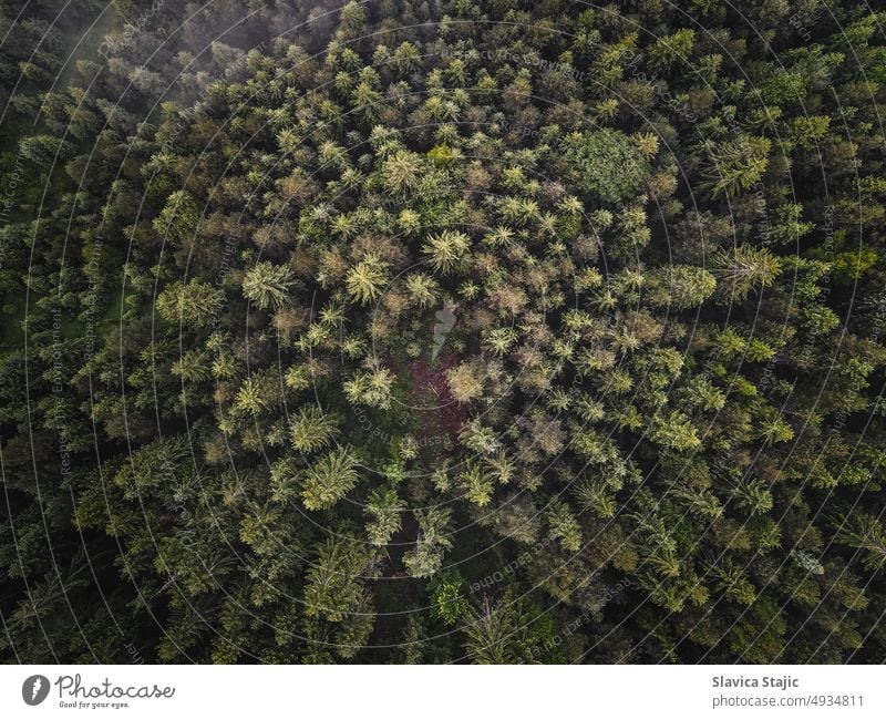 Forest Background. Aerial background of a pine forest from above conifer evergreen leaf nature plant texture tree aerial alps authentic beautiful birds eye view
